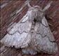 1632 (66.002) Pale Eggar